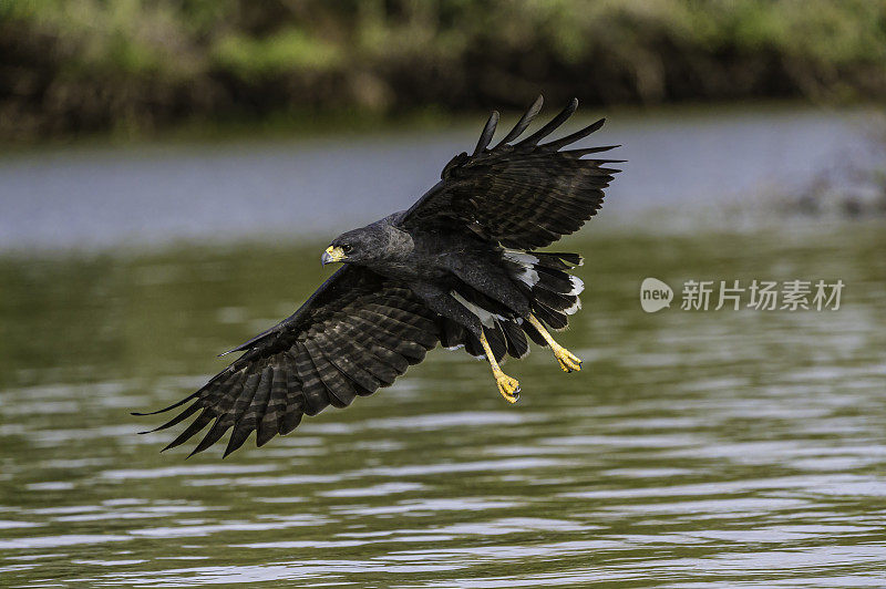 大黑鹰(Buteogallus urubitinga)是鹰科的一种猛禽。在巴西潘塔纳尔捕鱼觅食。